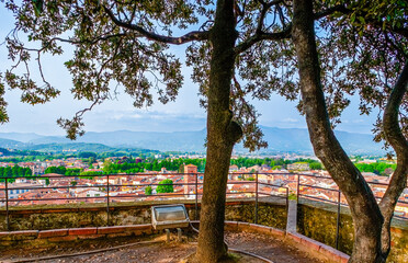 The view through the tree on the top of Guinigi Tower in Lucca, Italy