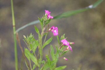 Fototapeta premium Close Up of Epilobium Plant Flower in Wild Nature Background