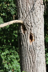 Tree Trunk with Holes Caused by Insects or Bark Damage