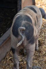 A close up view of a pigs curling tail