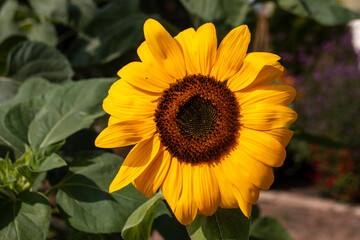 A close up view of a sun flower absorbing the sunlight