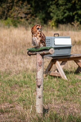 A tawny owl sitting a a perch during a flying session