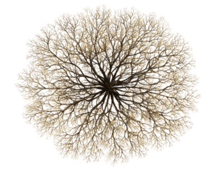 Round dry grass bush with tangled brown stems, top-down view, isolated on a transparent background, PNG