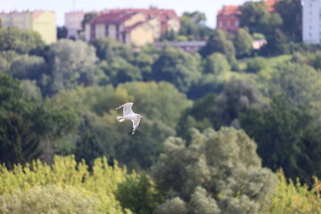 White Seagull Flying Over Historic Old Town