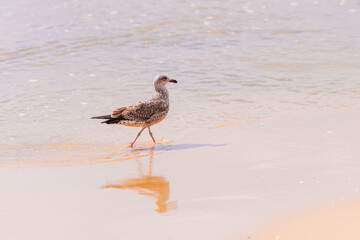 Seagull strolls the edge of the surf on a calm beach.