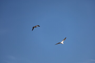 Two Seagulls Flying Against Clear Blue Sky