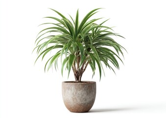 Obraz premium A potted plant against white