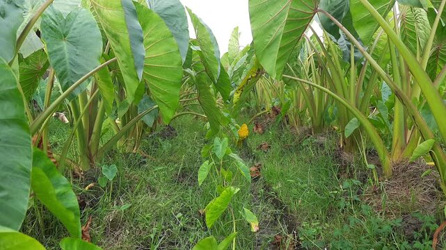 Taro plants in the field