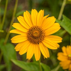 Obraz premium A vibrant yellow flower, detailed and close-up, with a rich center, showcasing the delicate petals and natural background.