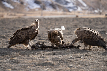 vulture on the ground