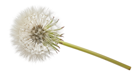 Isolated Dandelion Seed Head