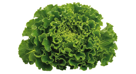 Isolated Fresh Green Oak Leaf Lettuce
