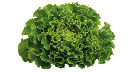 Isolated Fresh Green Oak Leaf Lettuce