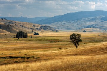 Obraz premium Wyoming Plains: Late Summer Yellow Grasslands of Yellowstone National Park