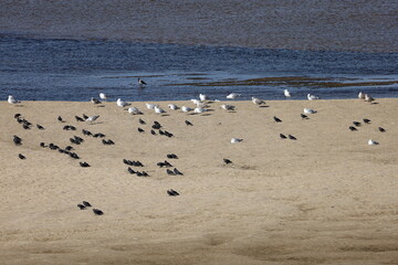 Island in the Vistula River with Various Birds