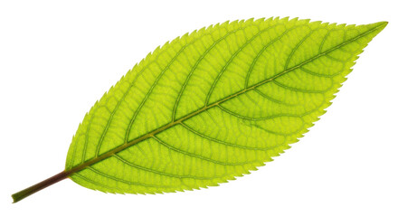 Isolated Green Leaf