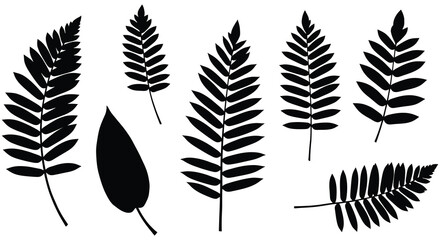 Collection of various fern leaf silhouettes on white background © Siam Studio