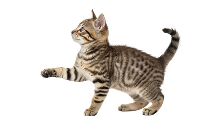 Isolated Playful Kitten © Agata