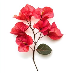 Flower leaf bougainvillea plant.