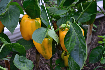 Yellow bell peppers growing on a plant, supported by string