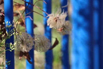Close Up of Fluffy Clematis Seed Heads