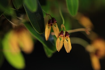 Miniature orchid  Bulbophyllum pumilio full bloom. 
Relying on the bark of trees in the rainforest.
Khao Yai National Park, Thailand