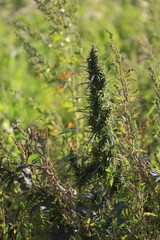 Hollands Hope Cannabis Plant Close Up