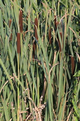 Close Up of Bulrush Plant in Detail