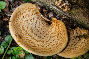 Cerioporus squamosus, also known as Pheasant's back mushrooms and dryad's saddle, is a basidiomycete bracket fungus found growing on dead trees