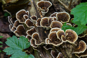 Xylodon and Trametes fungi growing on a decaying log surrounded by green leaves in a forest setting