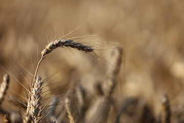 Close Up of Wheat Ears in Detail