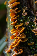 Hairy Bracket fungi display vibrant colors on decaying wood in a lush forest during the early morning light