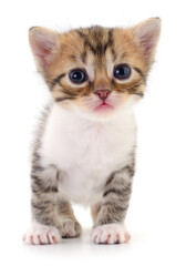 Obraz premium Cute little kitten isolated on white background