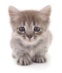 Obraz premium Cute gray tabby kitten isolated on white background