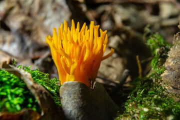 Bright yellow Calocera viscosa emerging from the forest floor, showcasing its unique coral-like structure among moss and leaves