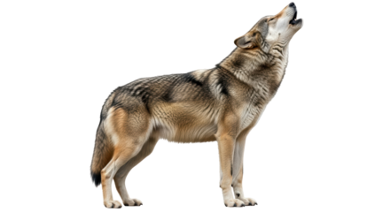 Isolated Howling Wolf