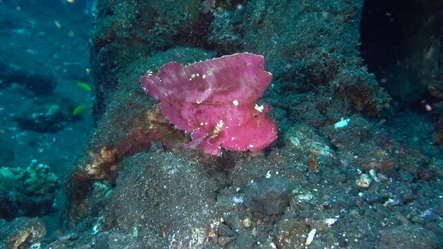 Pink Leaf Scorpionfish 