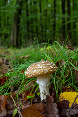 The Amanita pantherina, or the Panther Cap, a beautiful and iconic mushroom. A muted relative of...