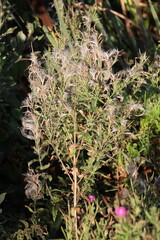 Blooming Ivan Tea Plant in Summer Field