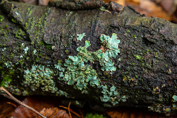 Greenish-blue lichens covering a fallen log in a forest setting during autumn season