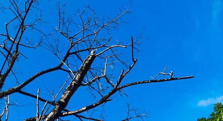 tree branches against blue sky