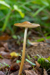 Oudemansiella radicata mushroom grows in a forest setting surrounded by lush green foliage and earthy tones