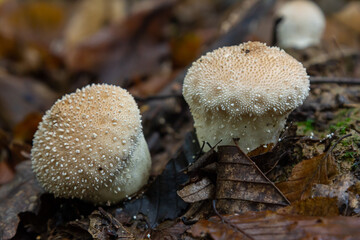 A detailed view of a Lycoperdon perlatum mushroom, also known as the common puffball, sitting on the forest floor. Its textured, round shape contrasts with the earthy surroundings