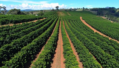 cinematográfico en alta resolución, grabado desde un dron que sobrevuela una extensa plantación de café. La cámara avanza suavemente en un movimiento aéreo fluido, mostrando hileras.
