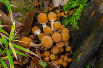 Stereum hirsutum and Psathyrella mushrooms growing on a forest floor in early autumn