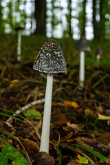 Coprinopsis Picacea also known as Magpie fungus poisonous mushroom in forest