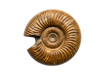 Detailed close-up view of a beautifully preserved ammonite fossil, showcasing intricate spiral patterns and rich, warm brown tones against a stark black backdrop.