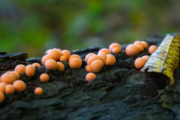 Lycogala epidendrum clusters thriving on decaying wood in a natural forest setting during the late...