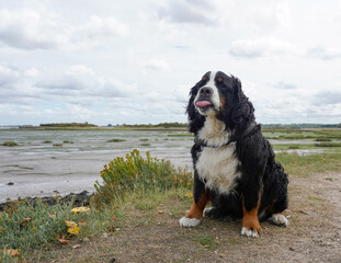 Funny Bernese Mountain Dog is sticking his tongue out 