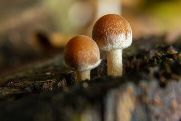 Mushrooms growing on decaying wood in a forest setting showcasing unique features of Mycena crocata and Psathyrella